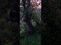 WILDERNESS ADVENTURES BEAUTIFUL NATURE, ORIGINAL VIDEO
