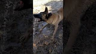 لعب الملينوا مع الماء 2/ The Malinois dog playing with the water 2