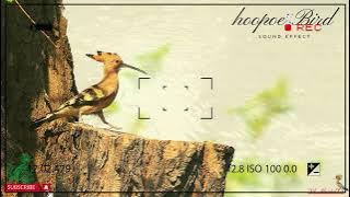 suara burung hud hud | hoopoe bird sound effect | ringtone | mp3