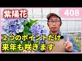 来年咲かすための紫陽花の育て方 by 園芸チャンネル 408 園芸 ガーデニング 初心者