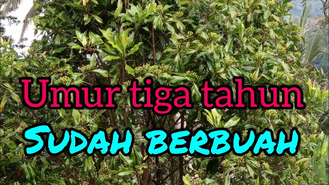 Pohon cengkeh umur tiga tahun belajar berbuah - YouTube