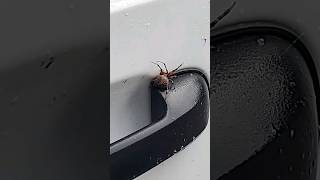 huge FAT spider #crazyshorts #funnyshorts #lol #funnyvideo #youtubeshorts #shorts #youtubevideo