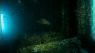 Maori Rockcod, Epinephelus undulatostriatus