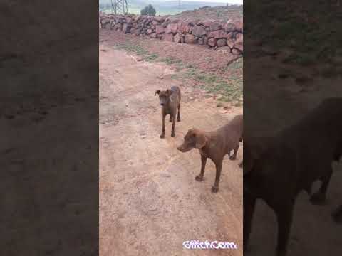 الغزالة اللي سارحة فالغابة 