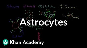 Astrocytes | Nervous system physiology | NCLEX-RN | Khan Academy