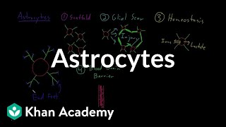 Astrocytes | Nervous system physiology | NCLEXRN | Khan Academy