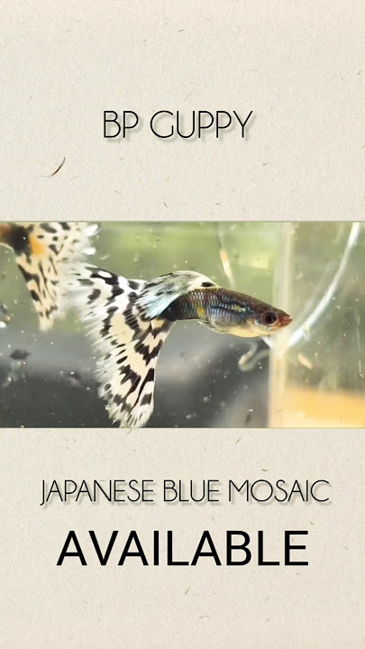 JAPANESE BLUE MOSAIC 🩵  AVAILABLE #guppyfish  #shorts