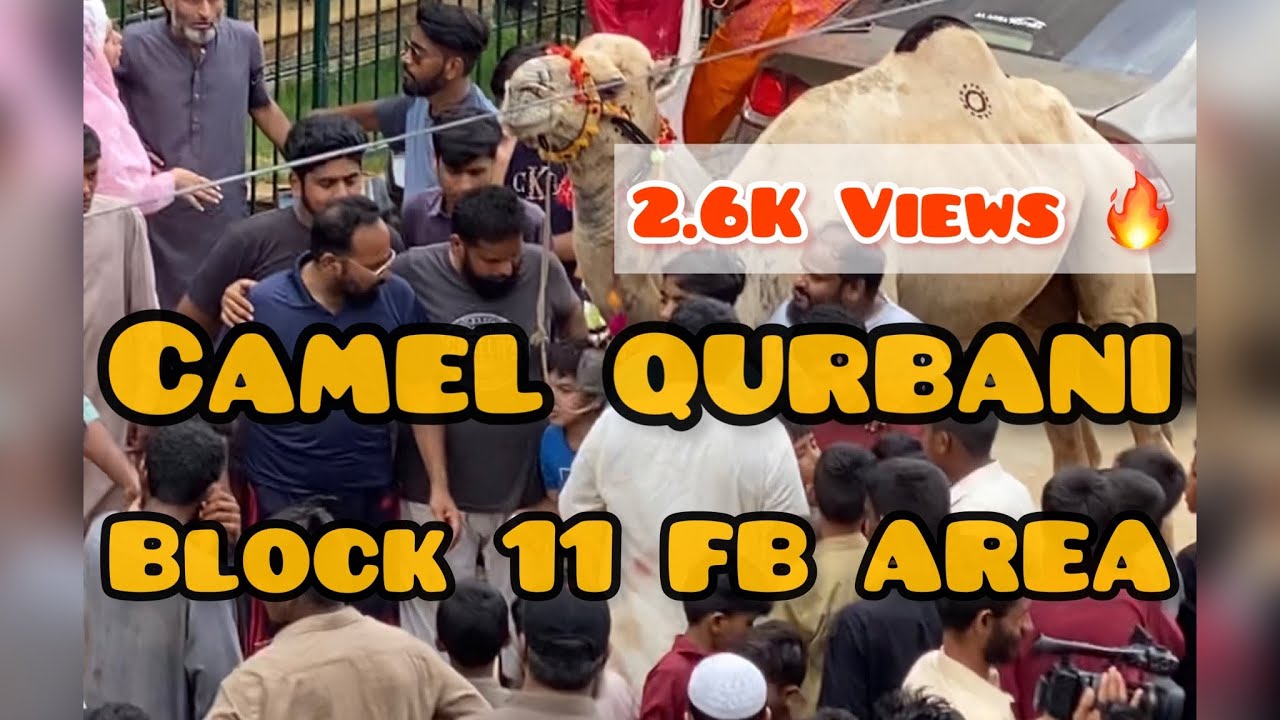 Camel Qurbani Block 11 FB Area Karachi Mandi Season 2023 All camel-qurbani-block-11-fb-area-karachi-mandi-season-2023-all