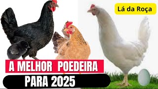 Qual A Melhor Galinha Poedeira Para Começar Um Criatório Em 2025?