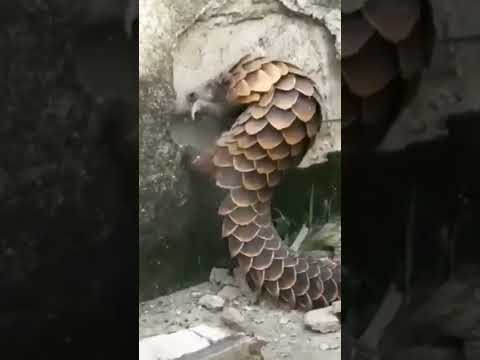 حيوان البنغول أو آكل النمل الحرشفي يحفر في الجدار بحثا عن النمل