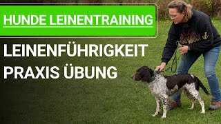 🐶 Hunde Leinentraining ➡️ Leinenführigkeit mit erwachsenen Hund trainieren ➡️ Praxisvideo 🐶✔️ by Stephanie Salostowitz - Online Hundetraining 10,189 views 5 months ago 7 minutes, 11 seconds