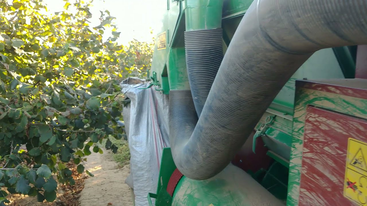 Συγκομιδή Φουντουκιών-Kalamon Nuts - Αγρόκτημα Χορόζογλου (Facma 300)