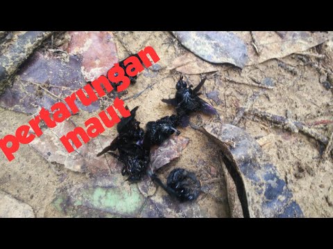 Video: Kumbang Kulit Kayu: Faedah Atau Bahaya?