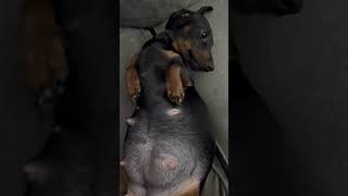 Week by week pregnant dachshund