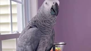 The Surprising Intelligence of African Grey Parrots