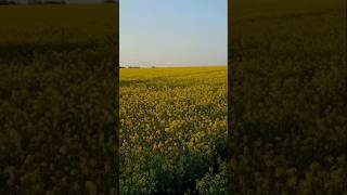 Степом,степом #українськіпісні #українськамузика #українською #українськийконтент #