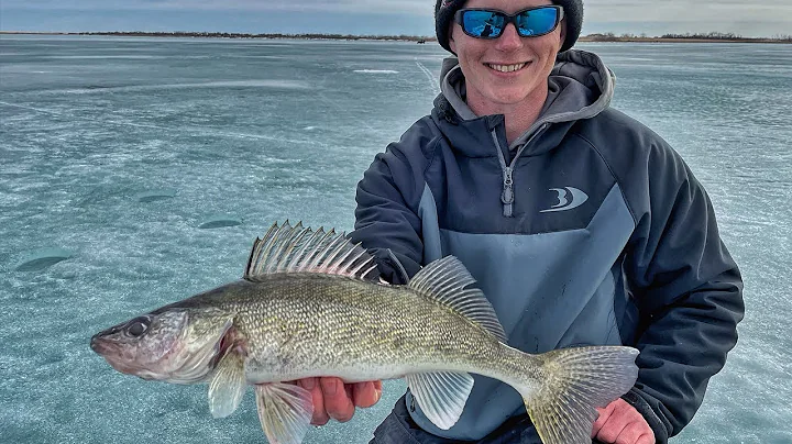 Aggressive Ice Walleye in Shallow Water