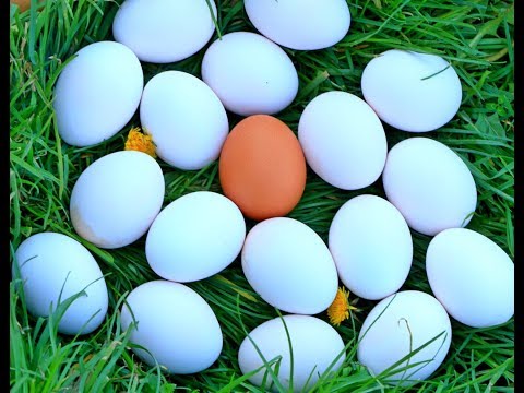 Video: Kako popraviti razmućena jaja?