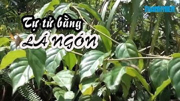 Cận cảnh lá ngón - Chất độc gây ra nỗi đau bao nhiêu thế hệ
