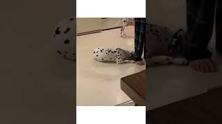 Dog Begs Pet Parent for Attention by Dragging Herself Around