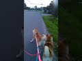 これらは同じ原動力で動いています。 #Shorts