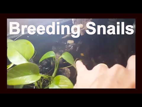 How To Breed: Pomacea Bridgesii (Mystery Snails)