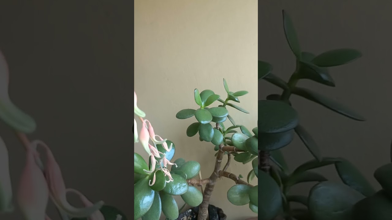 무릇 하나님이행하시는것은 💘💕🙏영원히 있을것이라 더할수도 없고 덜 할수도 없나니💘💕🙏 하나님이 이같이 행하심은 사람으로 하여금 하나님앞에서 경외하게하려 하심인줄 내가 알랐도다💘💕🙏