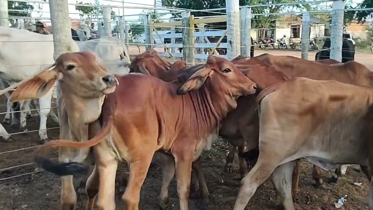 FEIRA DO GADO EM CIPÓ BA