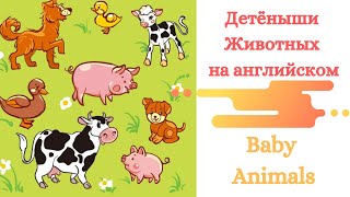 Детеныши животных на английском/  Baby animals