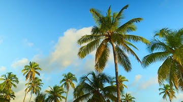 Palm Trees Time-Lapse Stock Video