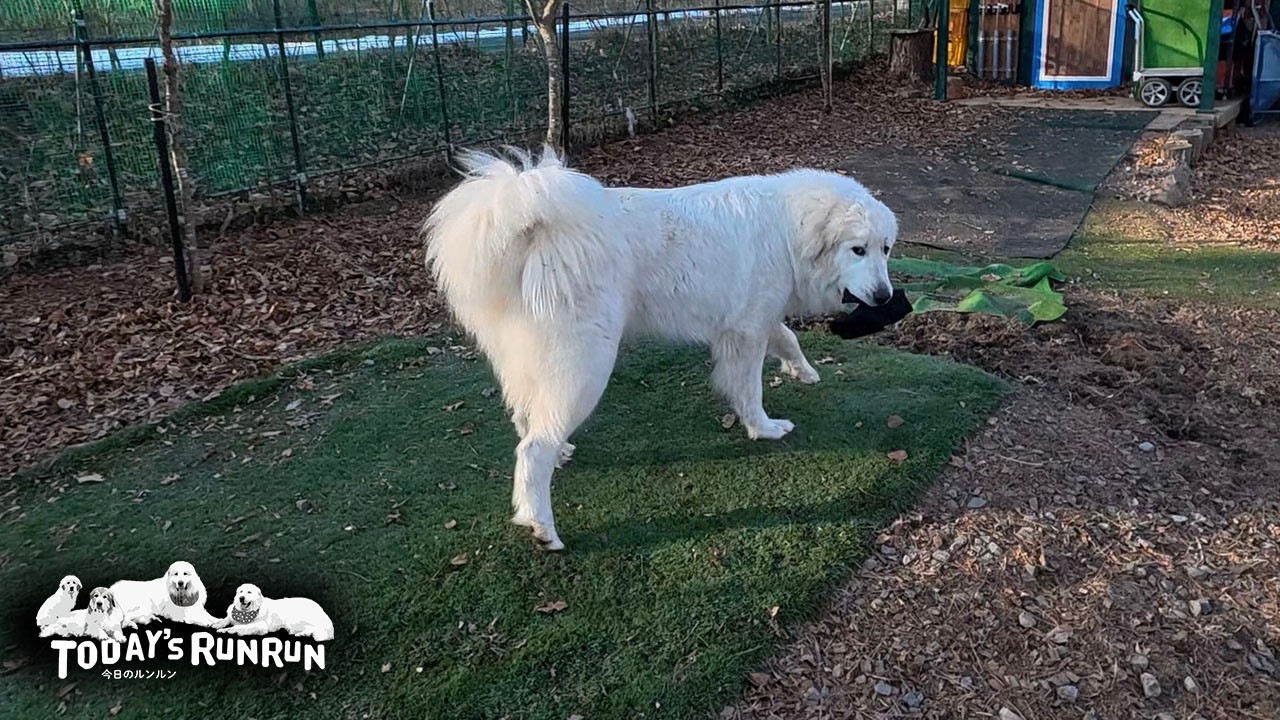 手袋鬼ごっこを真似してみたけど...いまいちピンとこなかったリリーです　Great Pyrenees　グレートピレニーズ