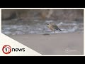 Goodsorts: Meet the man guarding endangered NZ dotterels