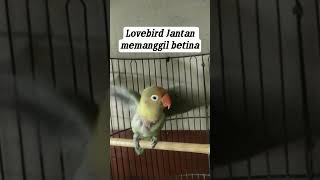 Pancingan Lovebird Jantan Memanggil Betina  Lovebird shorts