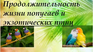 Продолжительность жизни попугаев и экзотических птиц Продолжительность жизни попугаев и экзотических птиц