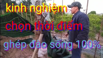 ghép đào vào tháng mấy mắt đào sống 100%, ghép đào vào tháng mấy chuẩn nhất để cây đào sống 100%