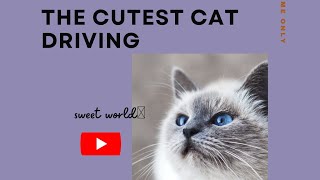 The cutest cat driving a car | cute one by Sweet world🐾 594 views 1 year ago 1 minute, 15 seconds