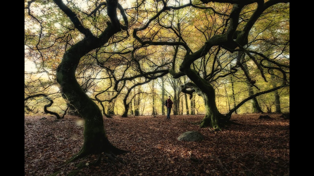 Trollskogen Torna Hällestad med helsingborgs fotoklubb #fujifilmxh2s # ...