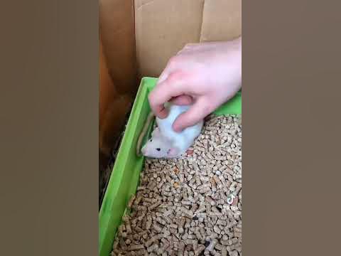 Крыска дамбо:) - YouTube