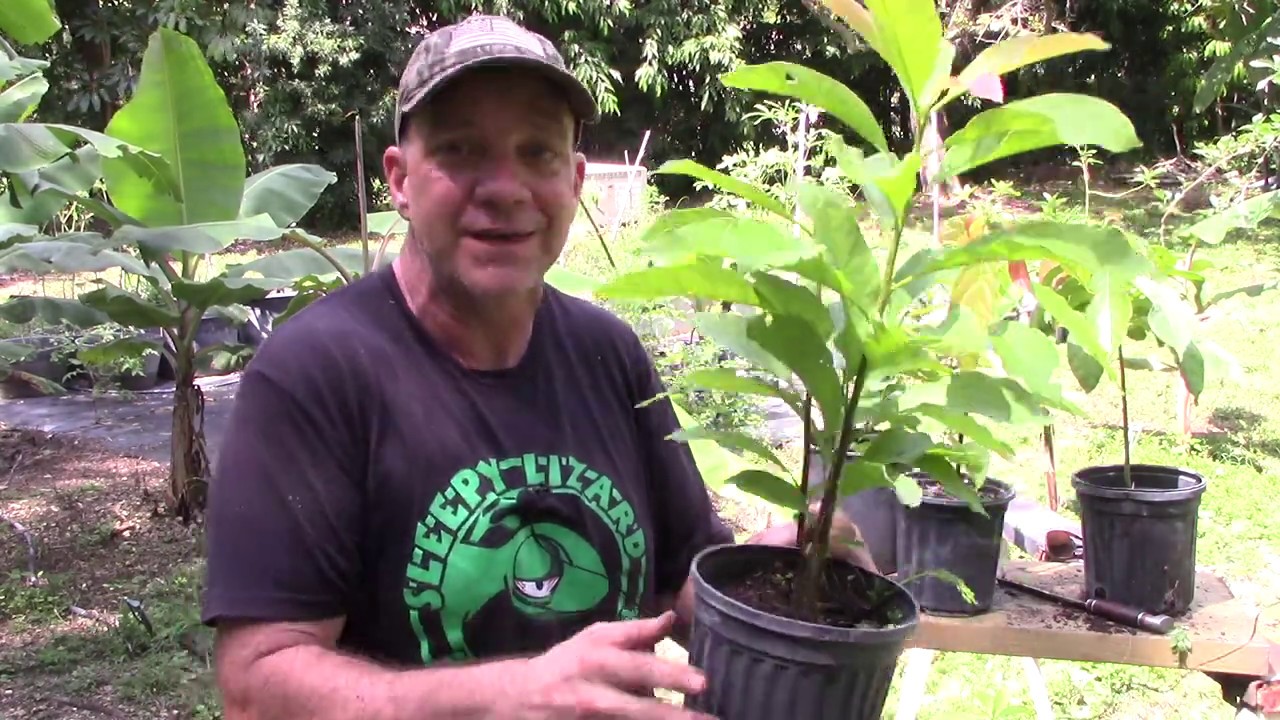 How to Care For Your Avocado Seedlings Indoors and Outdoors