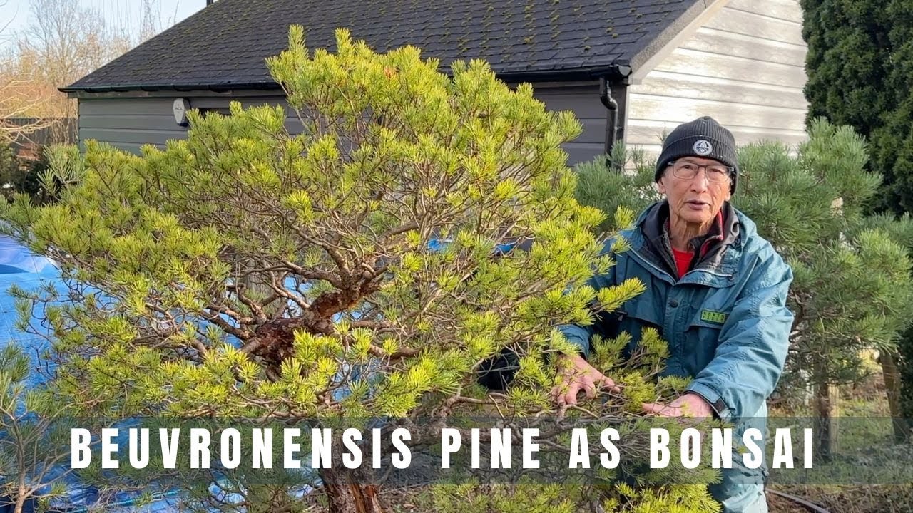 Beuvronensis Pine as bonsai