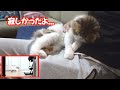 【子猫】毎朝寝室の前でぼくが起きて来るのをじっと待っている子猫が健気で尊すぎます
