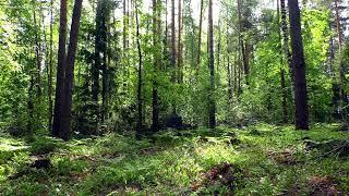 Forest | Spring | Bird voices | 15 minutes | N3