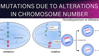 Mutations due to alterations in chromosome number