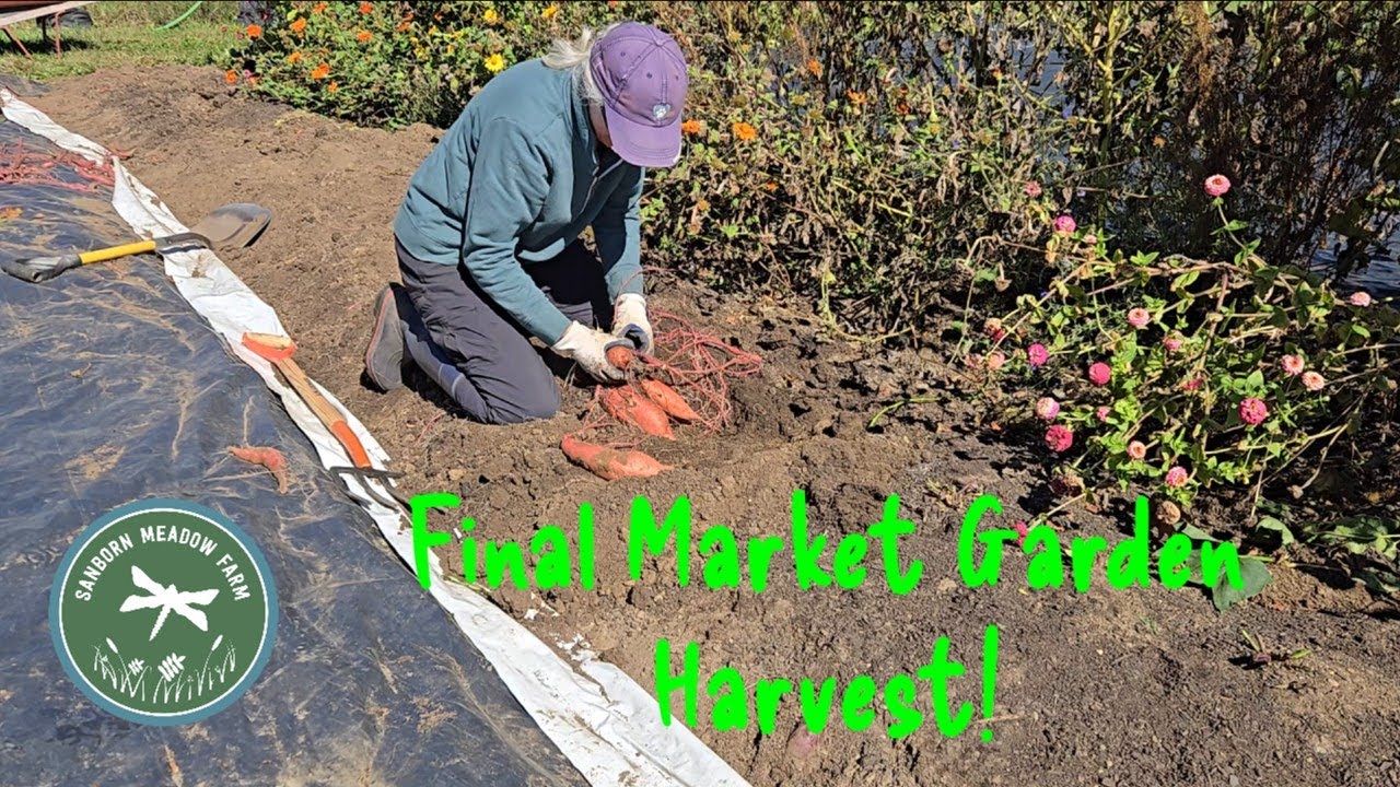 Harvesting Sweet Potatoes and Other Veg Before the First Hard Freeze