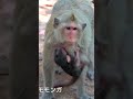 母猿に必死にしがみつく赤ちゃん猿