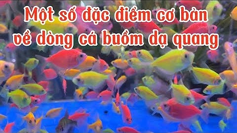 Cá buồm dạ quang đủ màu sắc với những đặc điểm cơ bản và cách chăm sóc cá cho người mới