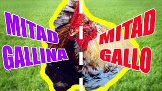 GALLOS halfsider DOBLE CARA &quot;gallinas raras GINANDROMORFAS&quot;(pollos de postura) aves de corral online