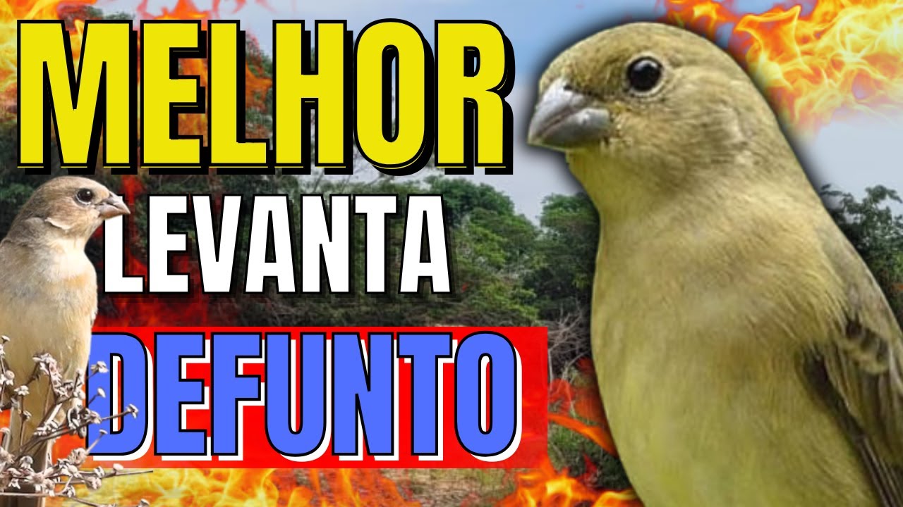 FÊMEA de COLEIRO BAIANO Chamando muito FOGOSA essa vai levantar até DEFUNTO!