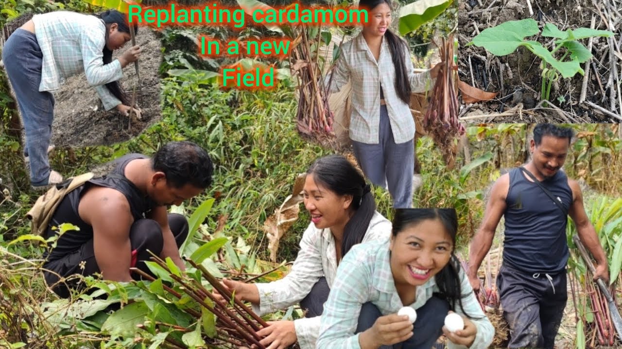 Transplanting cardamom seedling from old field to the new plot @sheingamangnao2554 