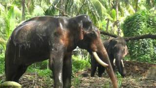 Bathing Elephant.avi